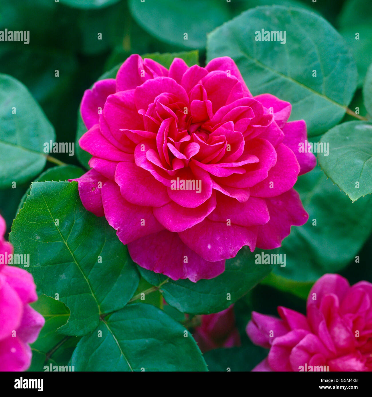 Rosa - `Sophy's Rose' (Austin 1997) (Shrub)   RSH069787 Stock Photo